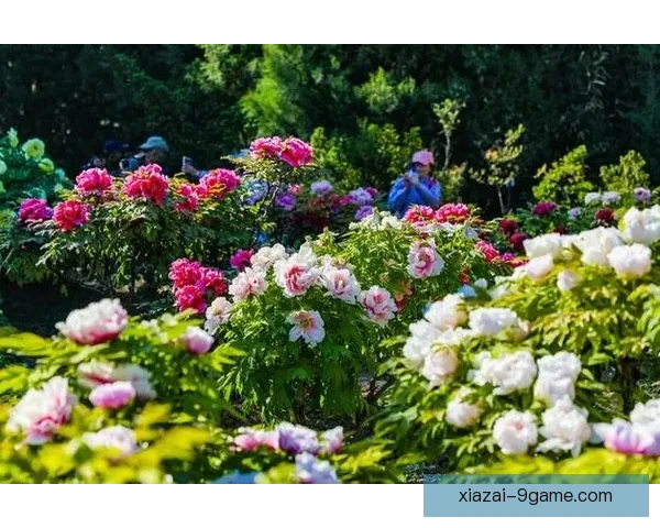 金奖花坛焕彩五一节盛放呈现城市春日美景